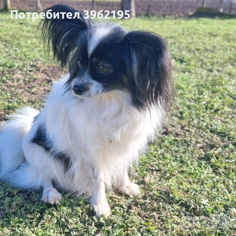 Папийони Бьлгария, снимка 3 - Шпаньоли - 53656433