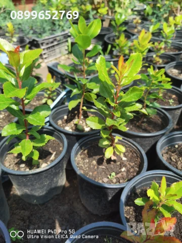 Ягодово дърво