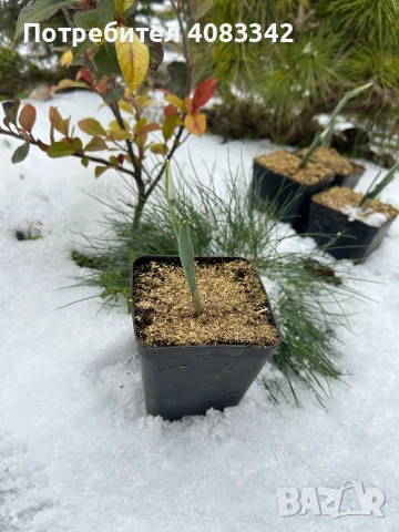 Кокиче комлект , снимка 2 - Градински цветя и растения - 53190497