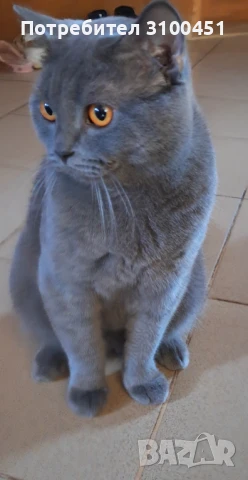 Британец за разплод, снимка 2 - Британска късокосместа - 50701103