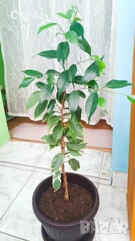 Пасифлора, бял Бенджамин, Сансевиера, мексиканска мента, Копривка , снимка 7 - Градински цветя и растения - 51170707