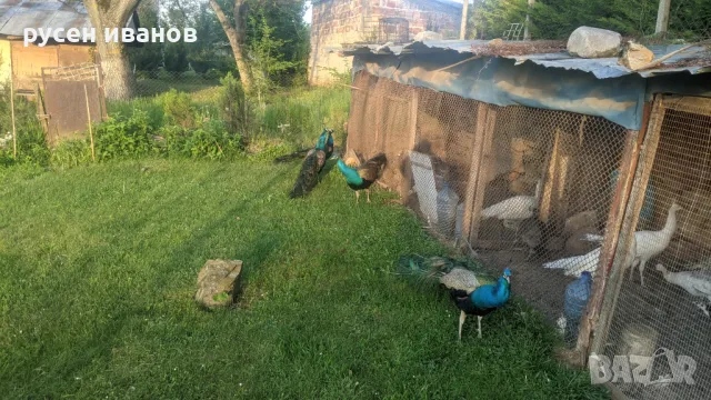 индийски пауни различни възрасти, снимка 1