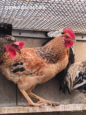 Продавам петли за клане за Петльовден или за разплод, снимка 3 - Кокошки и пуйки - 53021356