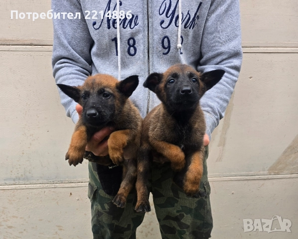 Белгийски овчарки-Малиноа , снимка 3 - Други - 52341802