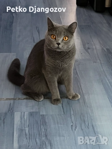 Британски късокосмести котета, снимка 6 - Британска късокосместа - 54211965