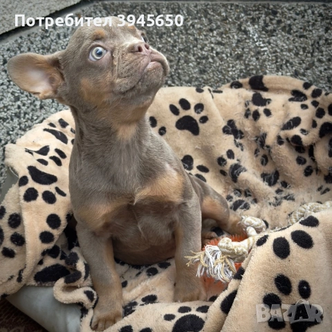 Изабела тен френско момче , снимка 2 - Френски булдог - 54034052