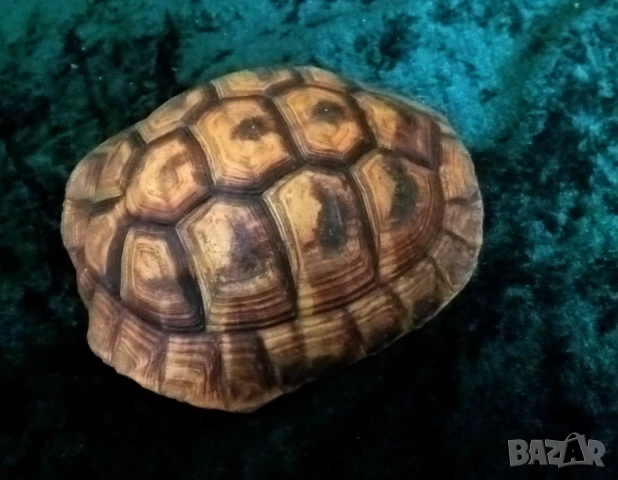 коруба на костенурка, снимка 2 - Други ценни предмети - 51387311