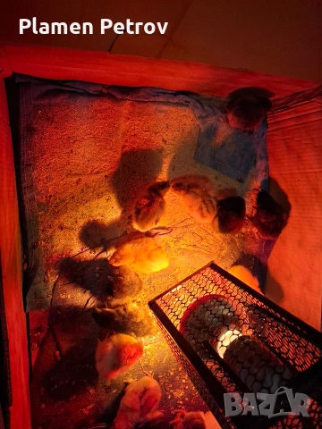 Домашни Пиленца, снимка 3 - Кокошки и пуйки - 53989267