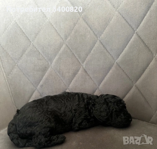 Той пуделчета, снимка 14 - Други - 53181851