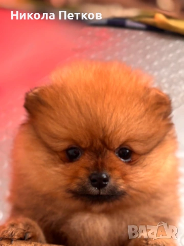 Померан мини , снимка 3 - Померан - 53176228