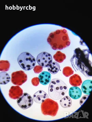 Професионален биологичен монокулярен микроскоп 40х-1600х за STEM кабинети, училища, научни дейности , снимка 6 - Медицинска апаратура - 50769347