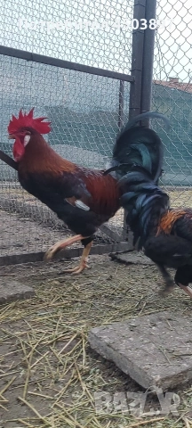 Продавам Петли