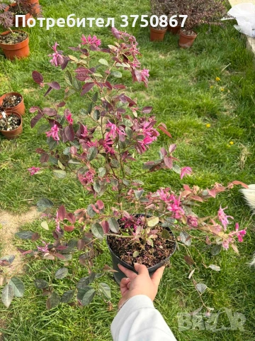 🌿💜🌸 Лоропеталум „Black Pearl“ (Loropetalum chinense), снимка 6 - Градински цветя и растения - 54249269