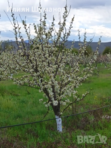  Oвощна градина. Череши 10 декара+   3,5 декара праскови и сини сливи, снимка 14 - Земеделска земя - 45960295