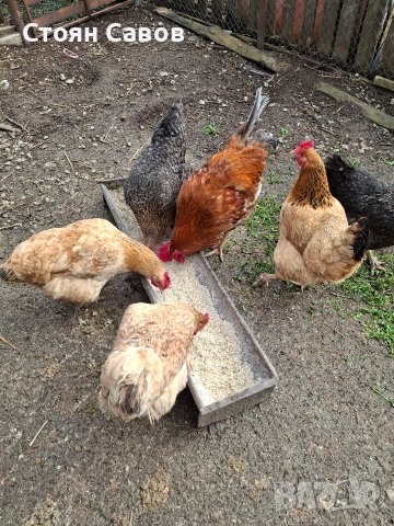 Кокошки, снимка 4 - Кокошки и пуйки - 53716237