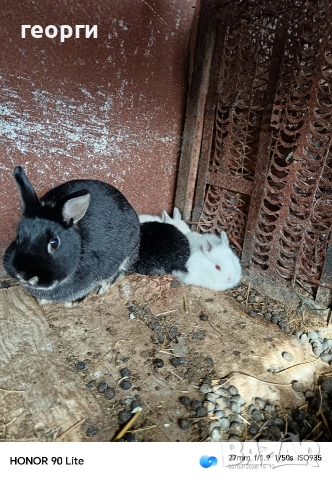 Холандски джуджета , снимка 2 - Декоративни зайчета - 53692426