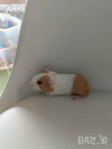 Морски свинчета , снимка 2 - Морски свинчета - 53507720