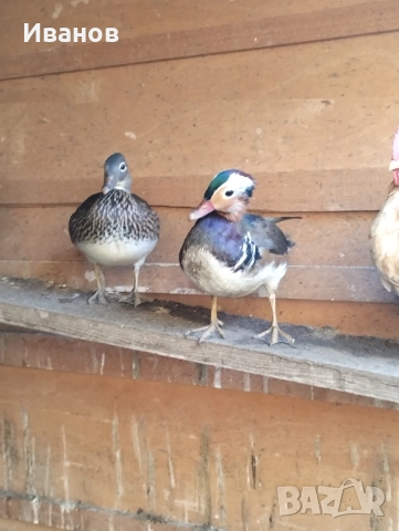 Патенца Мандаринки чифт