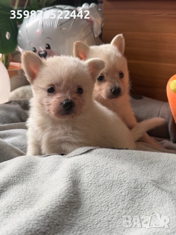 Померанчета , снимка 5 - Померан - 54131480