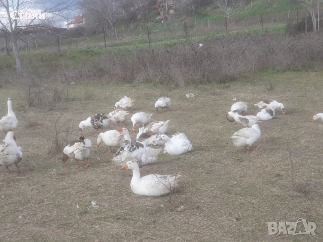 Яйца от гъски, снимка 8 - други­ - 53481077