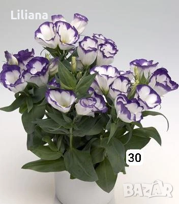 Семена (проф) Лизиантус ( Еустома), снимка 10 - Градински цветя и растения - 53397299