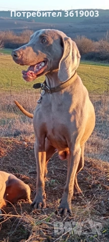 Ваймаранери , снимка 13 - Ваймаранер - 54205376