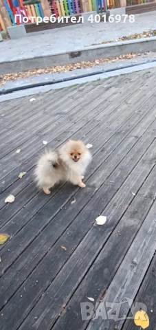 Померан Момиче с Родословие FCI, снимка 2 - Померан - 52822184