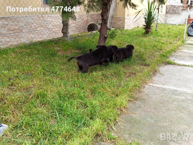 Кане корсо, снимка 9 - Кане корсо - 53966614