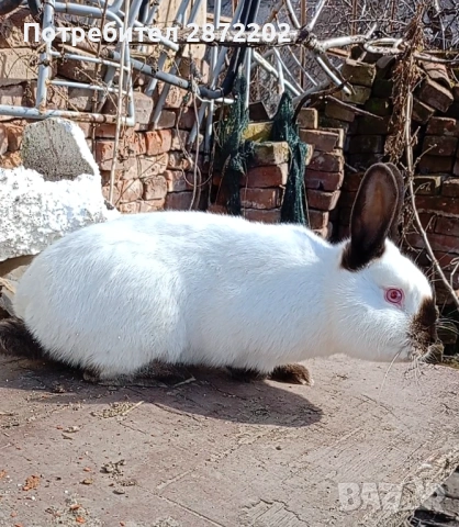 Калифорнийски зайци заек