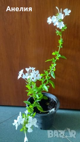 Плумбаго бяло, снимка 1 - Стайни растения - 46400342
