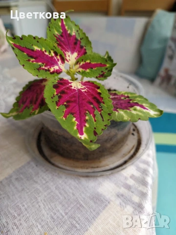  6 растения + подарък и отстъпка, снимка 3 - Стайни растения - 53926149