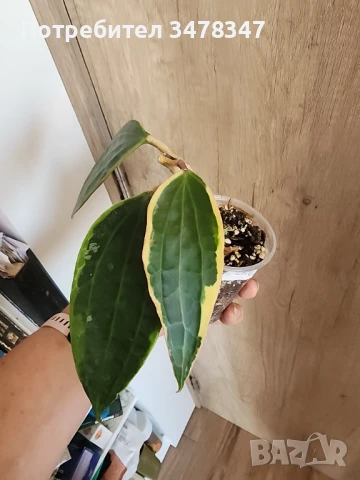 Хоя Macrophylla Albomarginata, снимка 6 - Стайни растения - 51270292