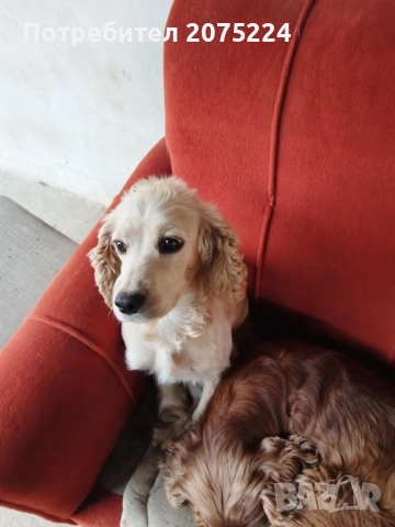 Кокер шпаньол, снимка 7 - Кокер шпаньол - 51240133