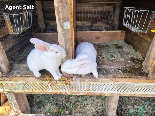 Зайци порода Цика, снимка 4 - Други животни - 54120296