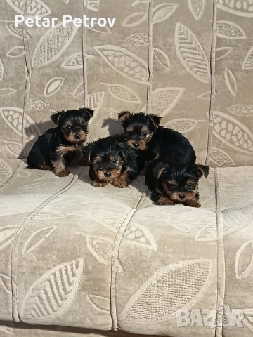 Йоркширски териер мини , снимка 5 - Йоркширски териер - 52933714