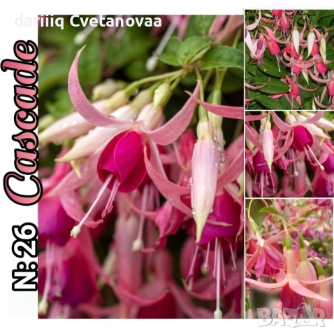 КАСКАДНА ФУКСИЯ ЦАРИЦАТА НА ЦВЕТЯТА , снимка 8 - Градински цветя и растения - 54220317