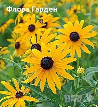 МНОГОГОДИШНИ ЦВЕТЯ - Коренища/ПРЕДВАРИТЕЛНИ поръчки, снимка 5 - Градински цветя и растения - 53138637