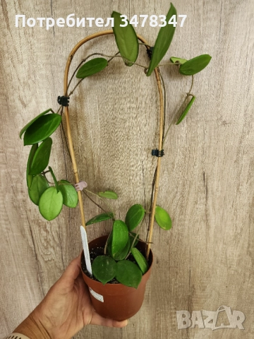 Хоя Vangviengiensis, снимка 2 - Стайни растения - 51865960