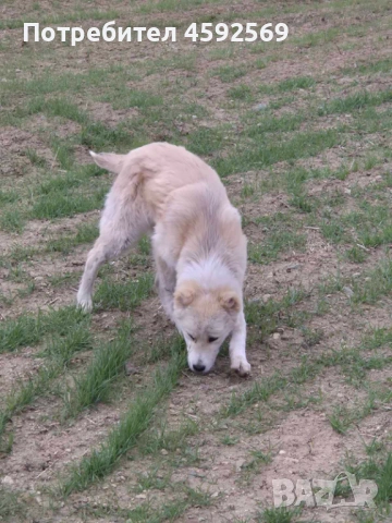 САО-Алабай, снимка 4 - Алабай - 53928529