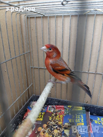 Хибрид от веницуелска скатия, снимка 4 - Канари - 53092807