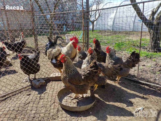 Продавам оплодени яйца - катунски и австралорп, снимка 1 - Кокошки и пуйки - 45483025