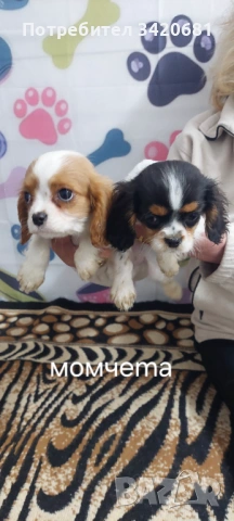 Кавалер кинг чарлз шпаньол 