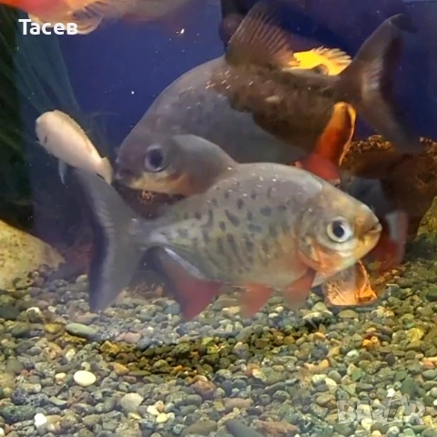 Паку пирани 8см, снимка 1