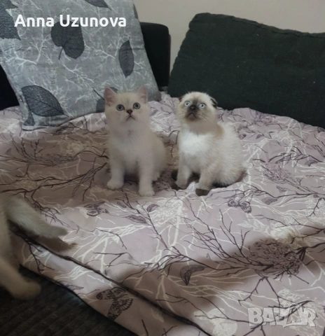 Шотландски/британски сребърни чинчили , снимка 5 - Британска късокосместа - 53426663