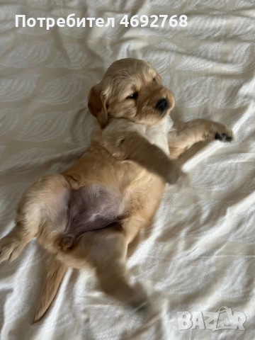 Чистокръвни кученца Голдън Ретривър, снимка 2 - Голдън ретривър - 52903378