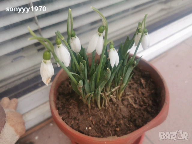 КОКИЧЕТА 2026 С ЛУКОВИЦИ 0602261329, снимка 3 - Градински цветя и растения - 53380889
