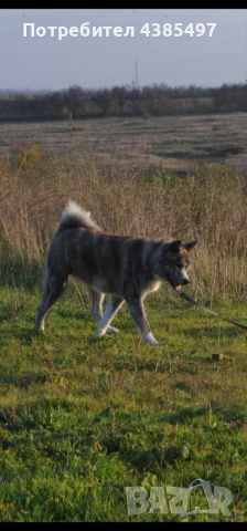 Акита Ину женска, снимка 4 - Акита ину - 53765637