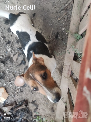 Джак Ръсел , снимка 1