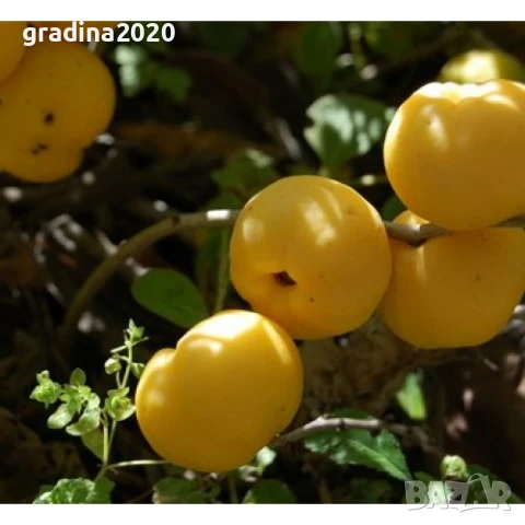 Японска дюля - Цидония  Налични 3 цвята, снимка 4 - Разсади - 41169718