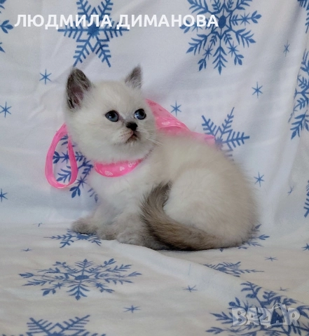 Персийско екзотично момиче. , снимка 7 - Персийска - 52883045